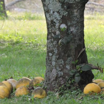 Colonia Benitez Chaco pomelos