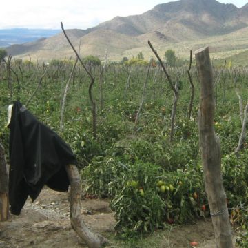 tomates, producción, alimentos