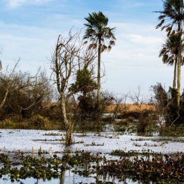 Corrientes, Parque Nacional, ecología