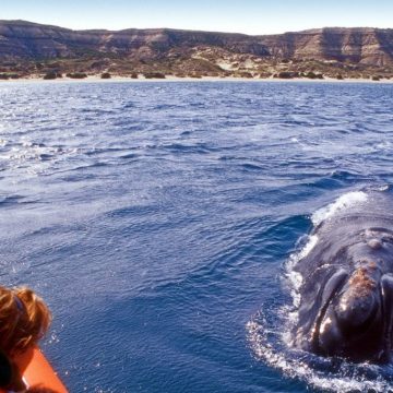 ballena, Parques Nacionales, televisión