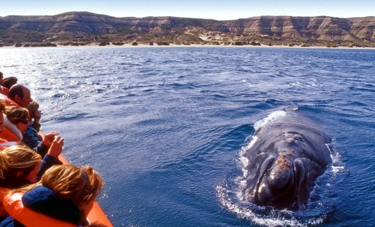 ballena, Parques Nacionales, televisión