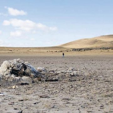 sequía, Patagonia, producción