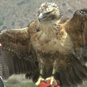 águila, animales, Nahuel Huapi