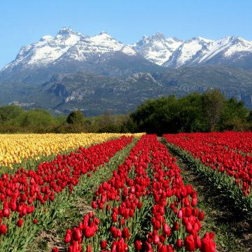 tulipanes, Chubut, Esquel, turismo