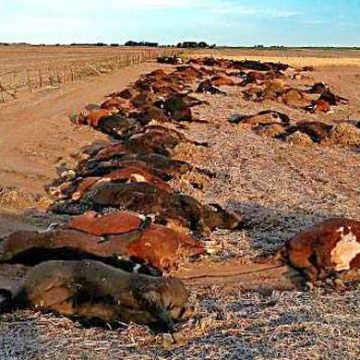 vacas, La Pampa, contaminación, herbicida