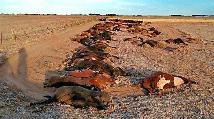 vacas, La Pampa, contaminación, herbicida