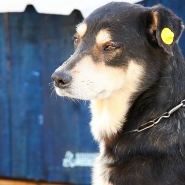 perros, contaminación, misterio, salud