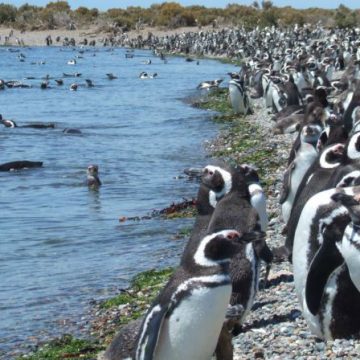 pingüinos, Puerto Deseado, ecología