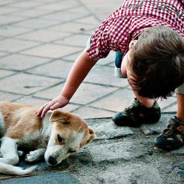 Alta Gracia, perros, campaña