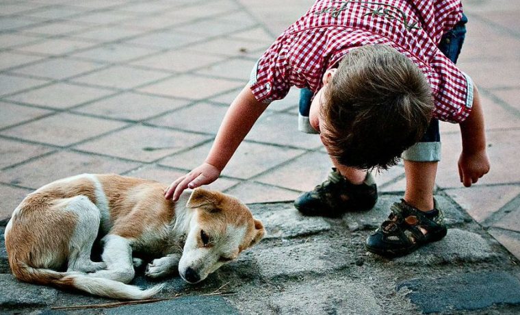 Alta Gracia, perros, campaña