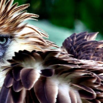 águila monera, aves, extinción, ecología