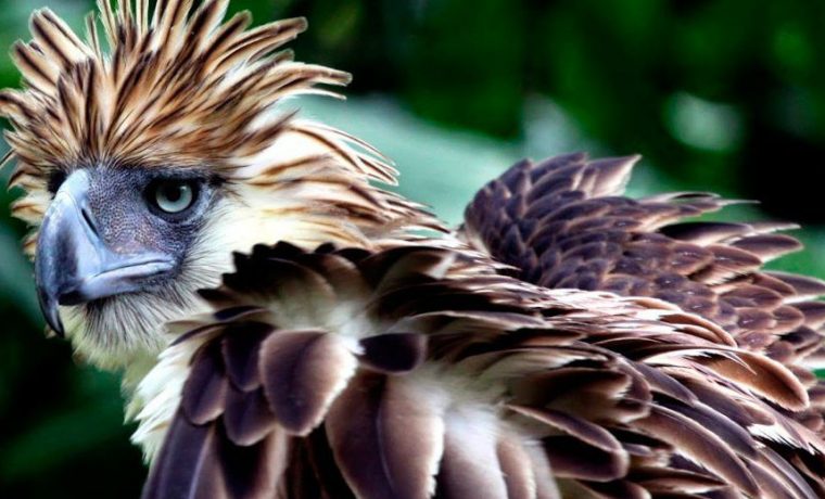 águila monera, aves, extinción, ecología