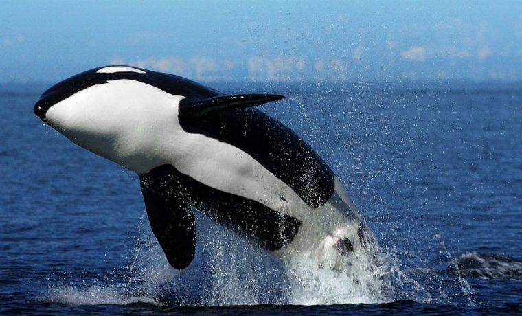 orca, Monte Hermoso, playa