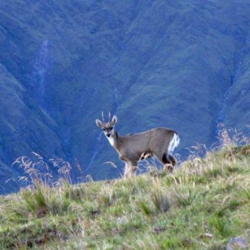 extinción, yaguareté, animal, ecología