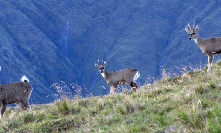 extinción, yaguareté, animal, ecología