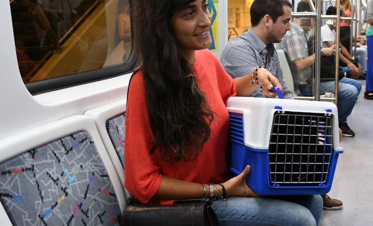 perros, gatos, subte, Buenos Aires