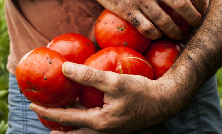 tomate, La Plata, fiesta, ecología