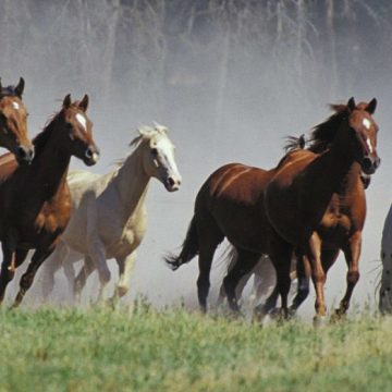 equino, caballos, cambio climático