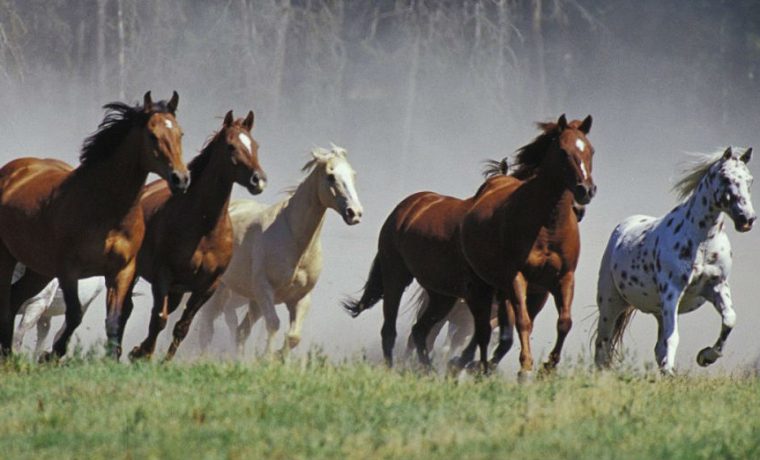 equino, caballos, cambio climático