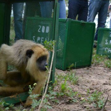 Chaco, liberación, animales, fauna, ecología