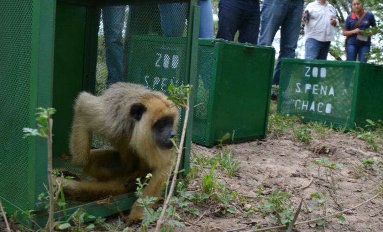 Chaco, liberación, animales, fauna, ecología