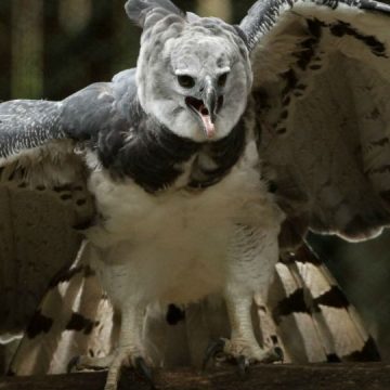 águilas arpías, Jujuy, extinción, ecología