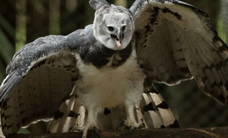 águilas arpías, Jujuy, extinción, ecología