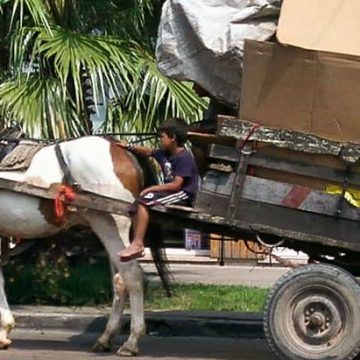 caballos, animales, ecología