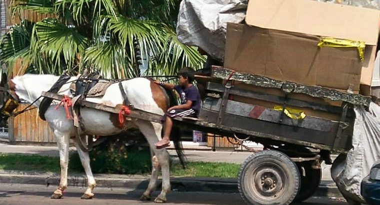 caballos, animales, ecología