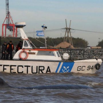 ballena, fauna, ecología