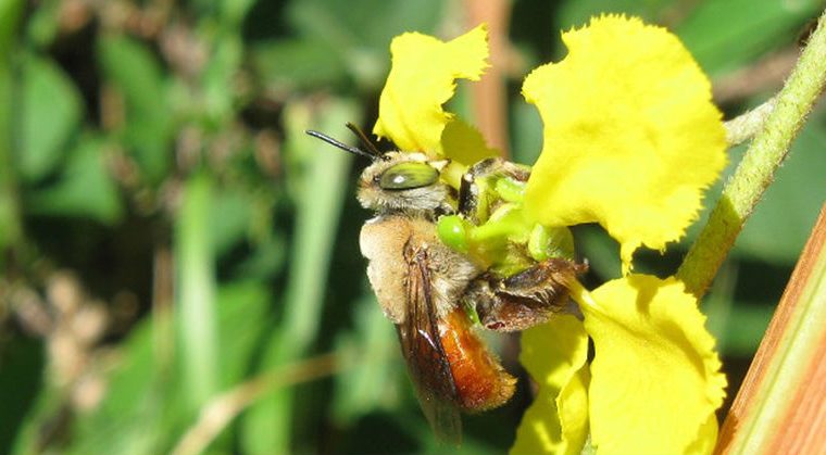 abejas, ciencia, descubrimiento, ecología