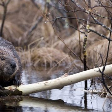 castores, Tierra del Fuego, ecología, investigación