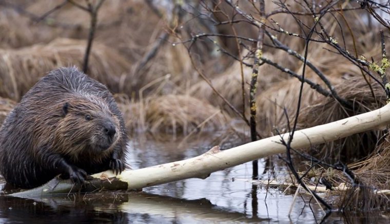 castores, Tierra del Fuego, ecología, investigación