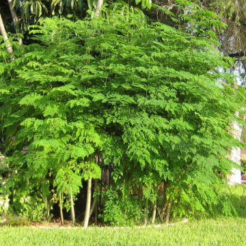 moringa, árbol, salud, ecología