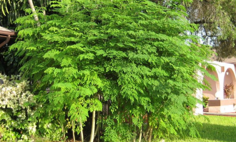 moringa, árbol, salud, ecología