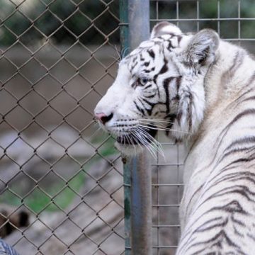 zoológico, animales, SinZoo