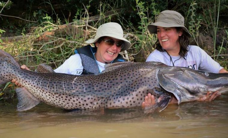 surubí, Corrientes, Chaco, ecología