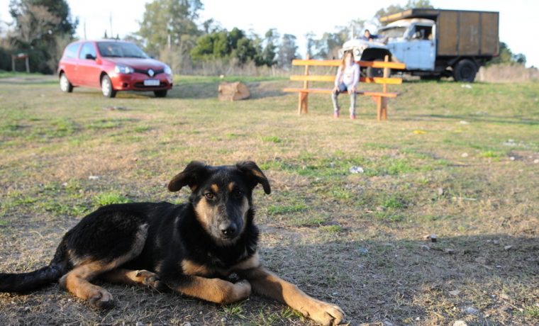 perros, contaminación, misterio, salud