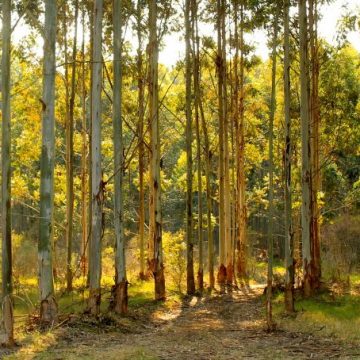 Capilla del Monte, ecología, árboles