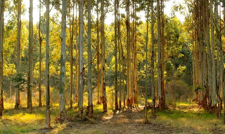 Capilla del Monte, ecología, árboles