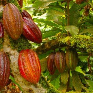 cacao, salud, cáncer, medicina, chocolate