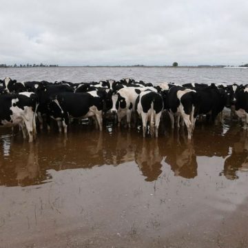 Rivadavia, inundación, tambo, vacas