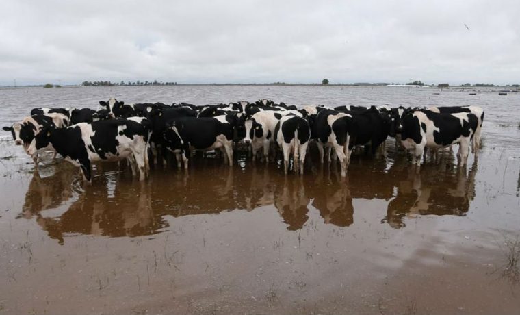 Rivadavia, inundación, tambo, vacas