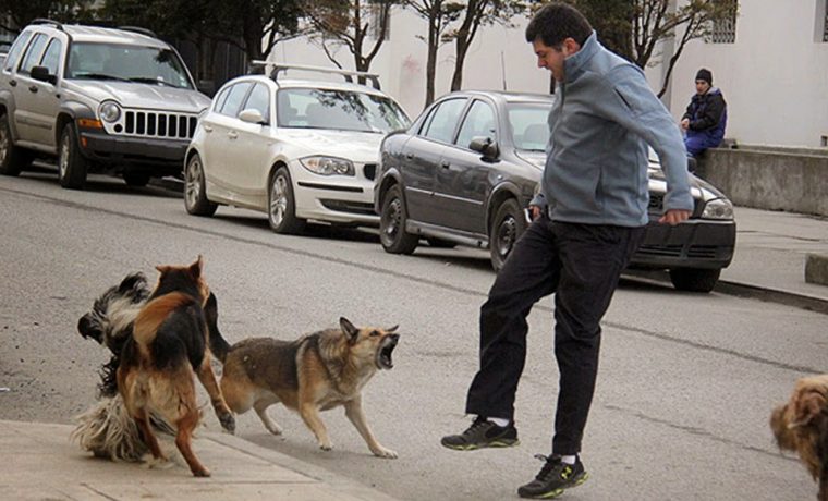 perros salvajes, Ushuaia, salud