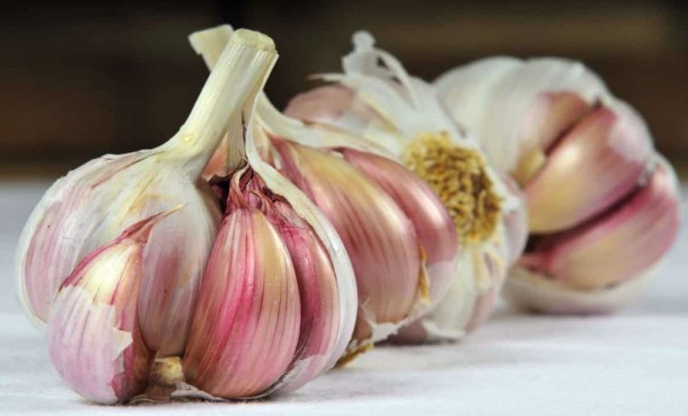 ajo, producción, alimentos