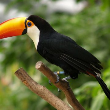 tucanes, Salta, ecología