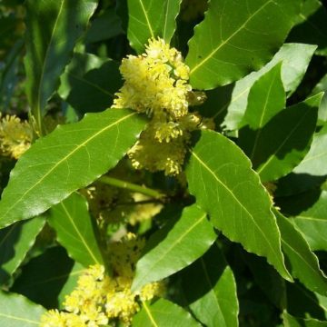 laurel, salud, ecología