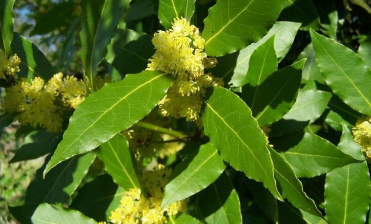 laurel, salud, ecología