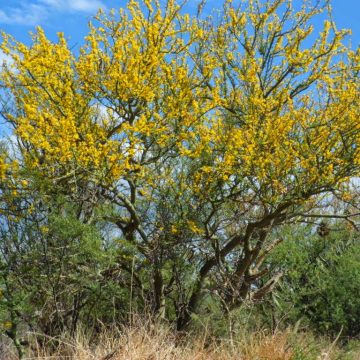 jarilla, salud, plantas, ecología