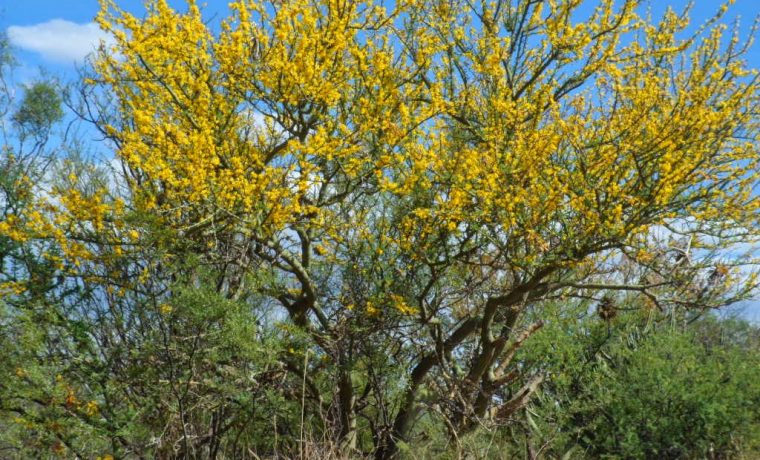 jarilla, salud, plantas, ecología